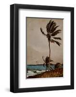 Palm Tree, Nassau-Winslow Homer-Framed Art Print