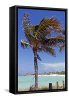 Palm Tree of Castaway Cay, Bahamas, Caribbean-Kymri Wilt-Framed Stretched Canvas