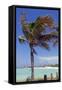 Palm Tree of Castaway Cay, Bahamas, Caribbean-Kymri Wilt-Framed Stretched Canvas