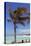 Palm Tree of Castaway Cay, Bahamas, Caribbean-Kymri Wilt-Stretched Canvas