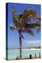 Palm Tree of Castaway Cay, Bahamas, Caribbean-Kymri Wilt-Stretched Canvas