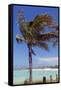 Palm Tree of Castaway Cay, Bahamas, Caribbean-Kymri Wilt-Framed Stretched Canvas