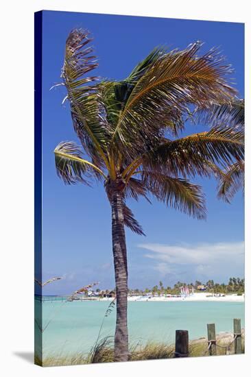 Palm Tree of Castaway Cay, Bahamas, Caribbean-Kymri Wilt-Stretched Canvas