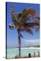 Palm Tree of Castaway Cay, Bahamas, Caribbean-Kymri Wilt-Stretched Canvas