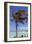 Palm Tree of Castaway Cay, Bahamas, Caribbean-Kymri Wilt-Framed Photographic Print