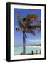 Palm Tree of Castaway Cay, Bahamas, Caribbean-Kymri Wilt-Framed Photographic Print