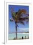 Palm Tree of Castaway Cay, Bahamas, Caribbean-Kymri Wilt-Framed Photographic Print