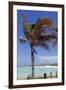 Palm Tree of Castaway Cay, Bahamas, Caribbean-Kymri Wilt-Framed Photographic Print