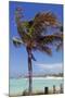 Palm Tree of Castaway Cay, Bahamas, Caribbean-Kymri Wilt-Mounted Photographic Print