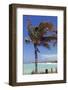 Palm Tree of Castaway Cay, Bahamas, Caribbean-Kymri Wilt-Framed Photographic Print