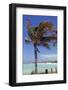 Palm Tree of Castaway Cay, Bahamas, Caribbean-Kymri Wilt-Framed Photographic Print