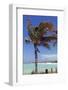 Palm Tree of Castaway Cay, Bahamas, Caribbean-Kymri Wilt-Framed Photographic Print