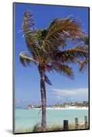 Palm Tree of Castaway Cay, Bahamas, Caribbean-Kymri Wilt-Mounted Photographic Print