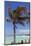 Palm Tree of Castaway Cay, Bahamas, Caribbean-Kymri Wilt-Mounted Photographic Print