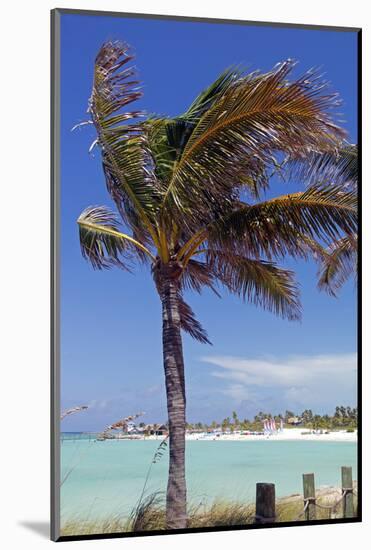 Palm Tree of Castaway Cay, Bahamas, Caribbean-Kymri Wilt-Mounted Photographic Print