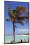 Palm Tree of Castaway Cay, Bahamas, Caribbean-Kymri Wilt-Mounted Photographic Print