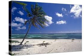 Palm Tree on a Beach, Brakers, Grand Cayman-George Oze-Stretched Canvas