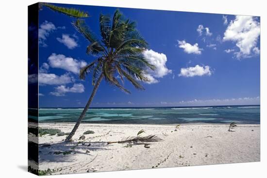 Palm Tree on a Beach, Brakers, Grand Cayman-George Oze-Stretched Canvas