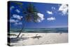 Palm Tree on a Beach, Brakers, Grand Cayman-George Oze-Stretched Canvas