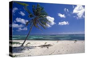 Palm Tree on a Beach, Brakers, Grand Cayman-George Oze-Stretched Canvas