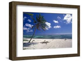 Palm Tree on a Beach, Brakers, Grand Cayman-George Oze-Framed Photographic Print