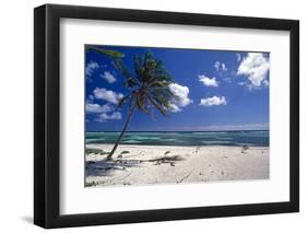 Palm Tree on a Beach, Brakers, Grand Cayman-George Oze-Framed Photographic Print