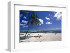 Palm Tree on a Beach, Brakers, Grand Cayman-George Oze-Framed Photographic Print