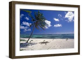 Palm Tree on a Beach, Brakers, Grand Cayman-George Oze-Framed Photographic Print