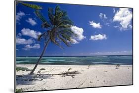 Palm Tree on a Beach, Brakers, Grand Cayman-George Oze-Mounted Photographic Print