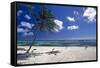 Palm Tree on a Beach, Brakers, Grand Cayman-George Oze-Framed Stretched Canvas