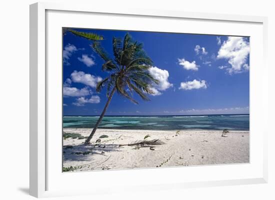 Palm Tree on a Beach, Brakers, Grand Cayman-George Oze-Framed Photographic Print