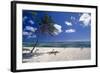 Palm Tree on a Beach, Brakers, Grand Cayman-George Oze-Framed Photographic Print