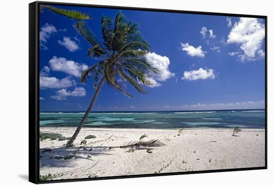 Palm Tree on a Beach, Brakers, Grand Cayman-George Oze-Framed Stretched Canvas