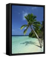 Palm Tree on a Tropical Beach on Embudu in the Maldive Islands, Indian Ocean-Fraser Hall-Framed Stretched Canvas