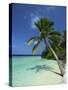 Palm Tree on a Tropical Beach on Embudu in the Maldive Islands, Indian Ocean-Fraser Hall-Stretched Canvas