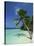 Palm Tree on a Tropical Beach on Embudu in the Maldive Islands, Indian Ocean-Fraser Hall-Stretched Canvas