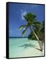 Palm Tree on a Tropical Beach on Embudu in the Maldive Islands, Indian Ocean-Fraser Hall-Framed Stretched Canvas