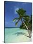 Palm Tree on a Tropical Beach on Embudu in the Maldive Islands, Indian Ocean-Fraser Hall-Stretched Canvas
