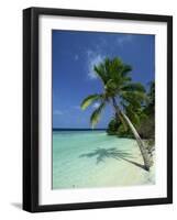 Palm Tree on a Tropical Beach on Embudu in the Maldive Islands, Indian Ocean-Fraser Hall-Framed Photographic Print