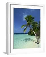 Palm Tree on a Tropical Beach on Embudu in the Maldive Islands, Indian Ocean-Fraser Hall-Framed Photographic Print