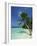 Palm Tree on a Tropical Beach on Embudu in the Maldive Islands, Indian Ocean-Fraser Hall-Framed Photographic Print