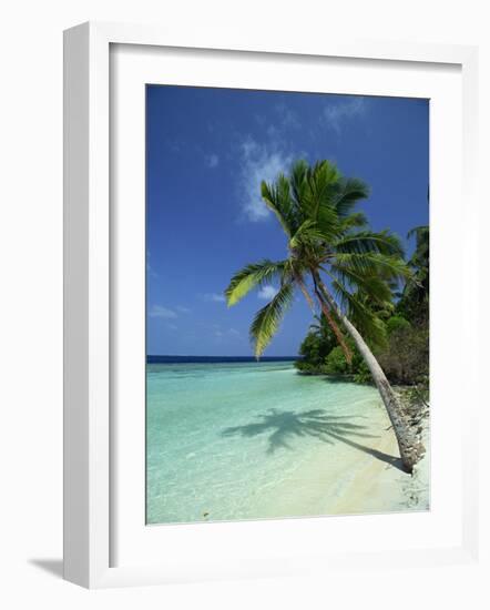 Palm Tree on a Tropical Beach on Embudu in the Maldive Islands, Indian Ocean-Fraser Hall-Framed Photographic Print