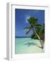 Palm Tree on a Tropical Beach on Embudu in the Maldive Islands, Indian Ocean-Fraser Hall-Framed Photographic Print