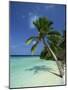 Palm Tree on a Tropical Beach on Embudu in the Maldive Islands, Indian Ocean-Fraser Hall-Mounted Photographic Print