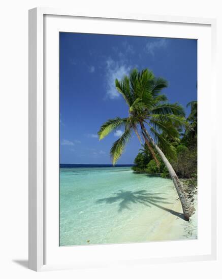 Palm Tree on a Tropical Beach on Embudu in the Maldive Islands, Indian Ocean-Fraser Hall-Framed Photographic Print