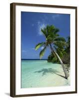 Palm Tree on a Tropical Beach on Embudu in the Maldive Islands, Indian Ocean-Fraser Hall-Framed Photographic Print