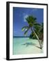 Palm Tree on a Tropical Beach on Embudu in the Maldive Islands, Indian Ocean-Fraser Hall-Framed Photographic Print