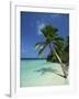 Palm Tree on a Tropical Beach on Embudu in the Maldive Islands, Indian Ocean-Fraser Hall-Framed Photographic Print