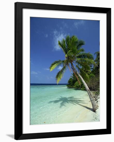 Palm Tree on a Tropical Beach on Embudu in the Maldive Islands, Indian Ocean-Fraser Hall-Framed Photographic Print