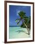 Palm Tree on a Tropical Beach on Embudu in the Maldive Islands, Indian Ocean-Fraser Hall-Framed Photographic Print